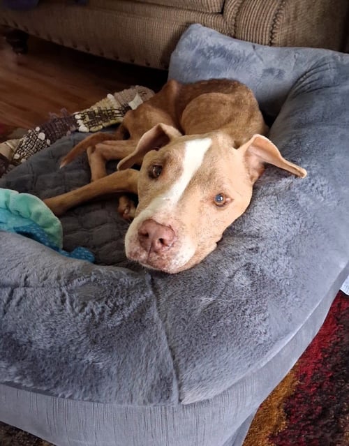 XENA - Pit Bull Terrier / Pointer available for adoption