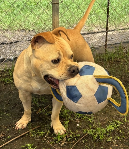 MOO DENG - Staffordshire Bull Terrier / Bulldog available for adoption