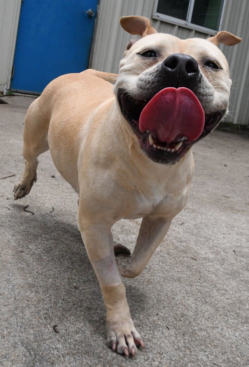 MOO DENG - Staffordshire Bull Terrier / Bulldog for adoption in Houston