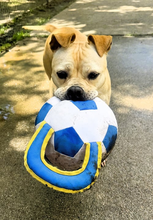 MOO DENG - Staffordshire Bull Terrier / Bulldog available for adoption