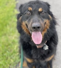 Apollo - Photo 3