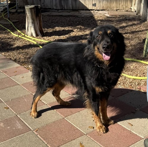 APOLLO - Bernese Mountain Dog / Collie for adoption in Houston