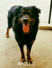 Apollo - Photo 7