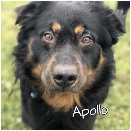 APOLLO - Bernese Mountain Dog / Collie available for adoption
