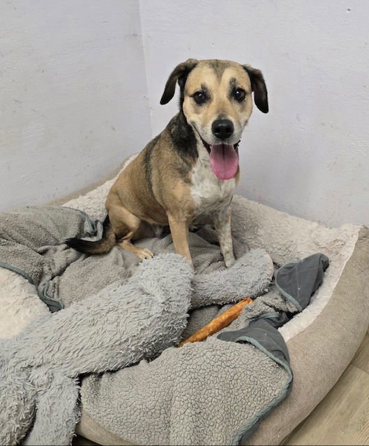 RYLEE - Shepherd for adoption in Houston