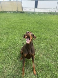 Cooper - Photo 6