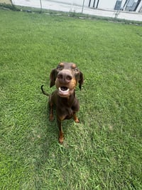Cooper - Photo 5