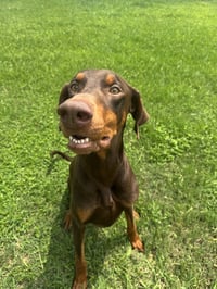 Cooper - Photo 4