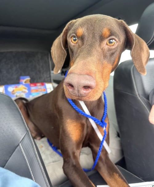 COOPER - Doberman Pinscher available for adoption