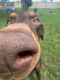 Cooper - Photo 7