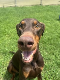 Cooper - Photo 1