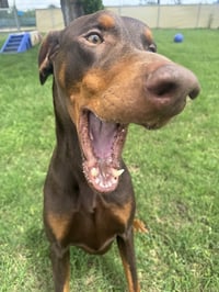 Cooper - Photo 9