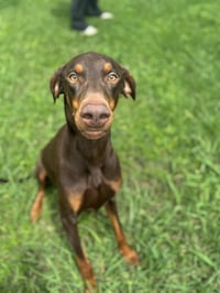 Cooper - Photo 3
