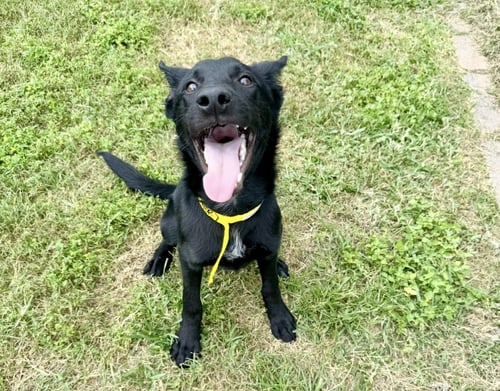 ROOSTER FKA ACE - Shepherd available for adoption