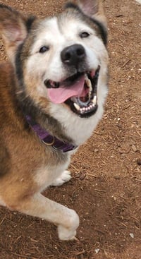 Patch - Photo 15