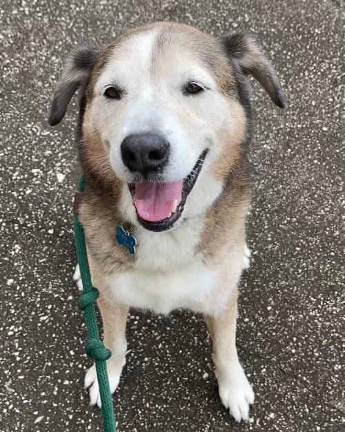 PATCH - Shepherd / Husky available for adoption