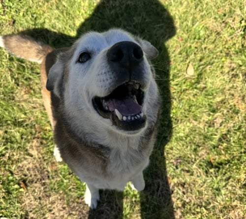 PATCH - Shepherd / Husky for adoption in Houston