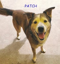 Patch - Photo 16
