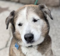 Patch - Photo 7