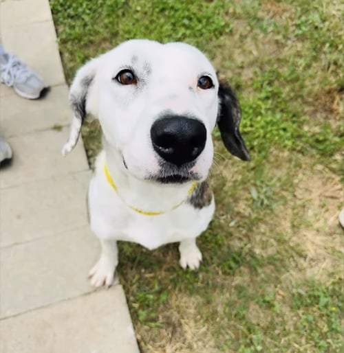 JASMINE - English Setter / Spaniel available for adoption