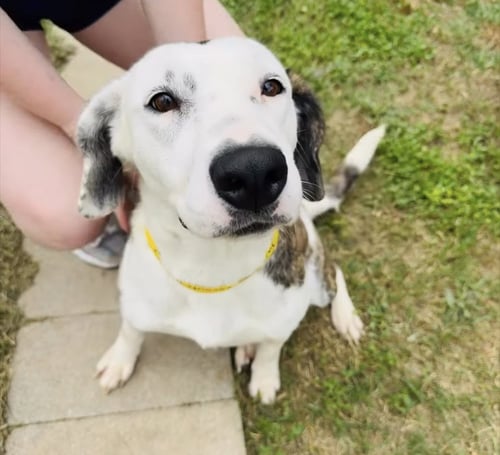 JASMINE - English Setter / Spaniel available for adoption