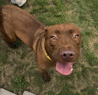 Ruby - Photo 1