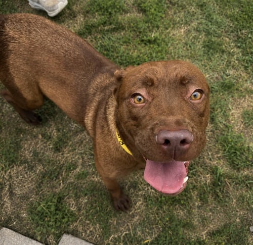 RUBY - Labrador Retriever / Coonhound available for adoption