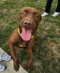Ruby - Photo 3
