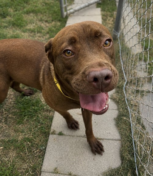 RUBY - Labrador Retriever / Coonhound available for adoption