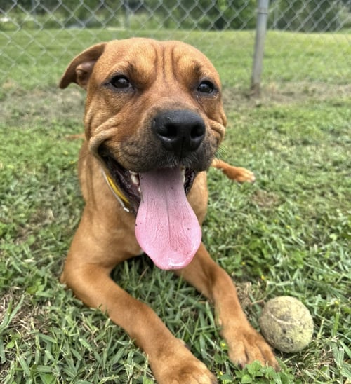 TOMMY - Shar Pei / Labrador Retriever for adoption in Houston