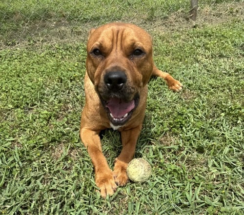 TOMMY - Shar Pei / Labrador Retriever available for adoption