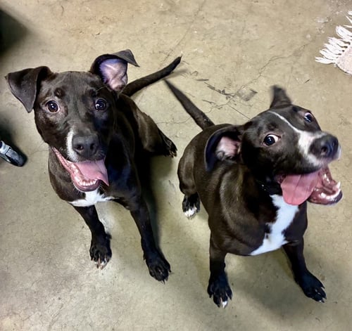 GAMORA AND NEBULA - Labrador Retriever available for adoption