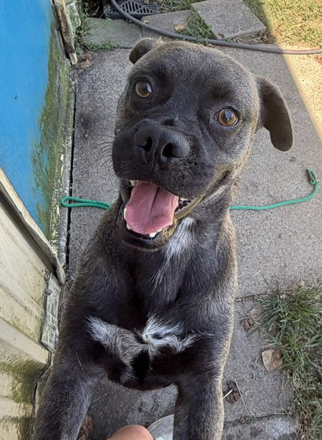 DANTE - Pug available for adoption