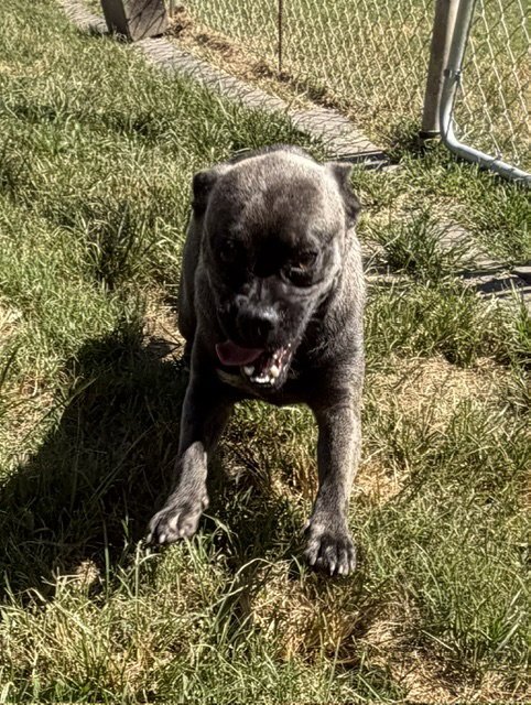 DANTE - Pug available for adoption