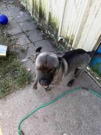 Dante - Photo 5
