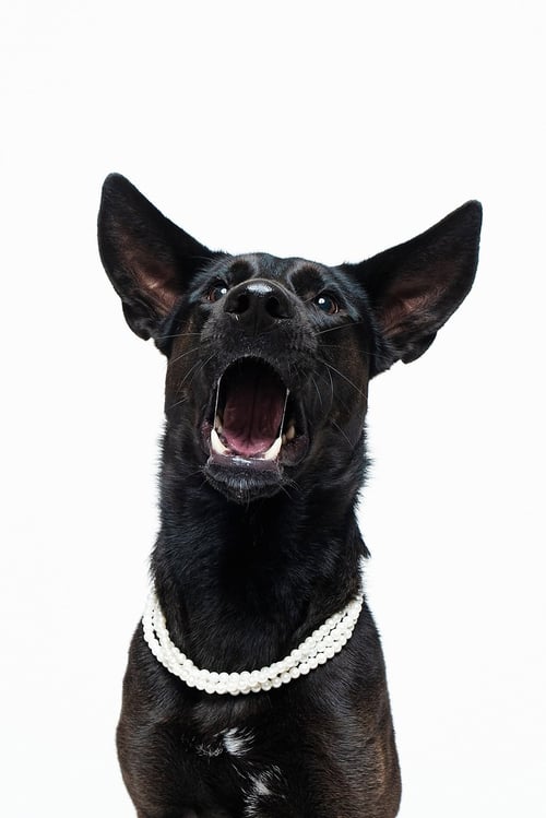 FORTY - Shepherd / German Shepherd Dog available for adoption