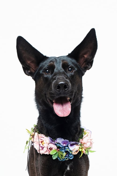 FORTY - Shepherd / German Shepherd Dog available for adoption
