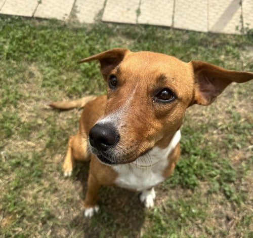 OLIVE (FKA SOCKS) - Feist / Mountain Cur available for adoption