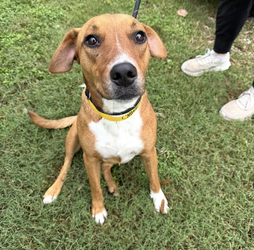 OLIVE (FKA SOCKS) - Feist / Mountain Cur available for adoption