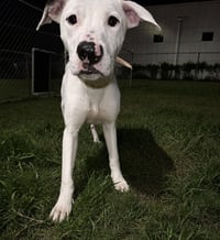 Snoopy - Photo 1