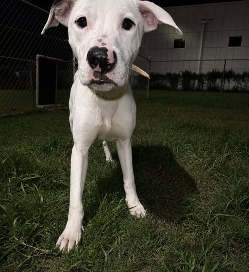 SNOOPY - Pointer for adoption in Houston