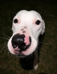 Snoopy - Photo 4