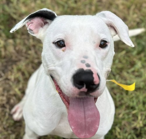 SNOOPY - Pointer for adoption in Houston