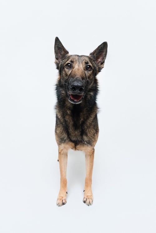 MILA - German Shepherd Dog available for adoption