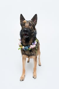 Mila - Photo 6