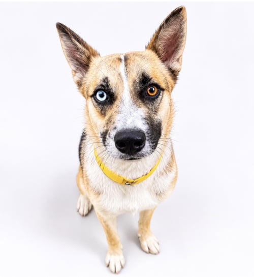 BITSY - Australian Cattle Dog/Blue Heeler / Husky available for adoption