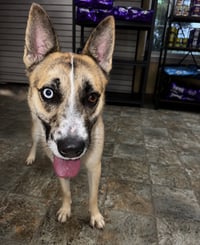 Bitsy - Photo 9
