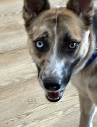 Bitsy - Photo 2