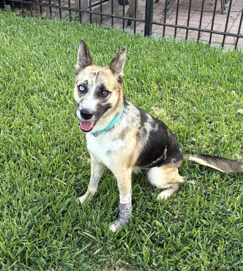 BITSY - Australian Cattle Dog/Blue Heeler / Husky for adoption in Houston