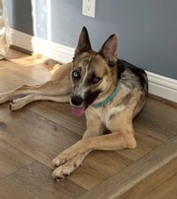 Bitsy - Photo 5
